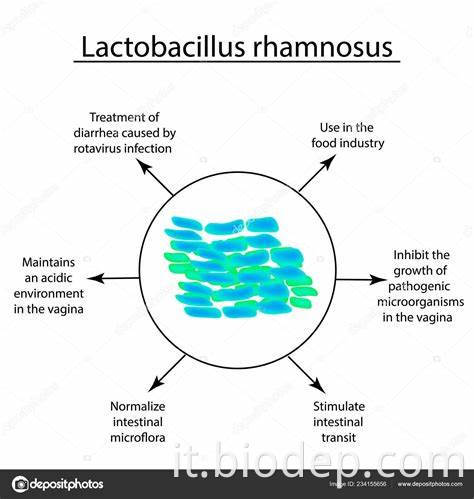 lactobacillus rhamnosus